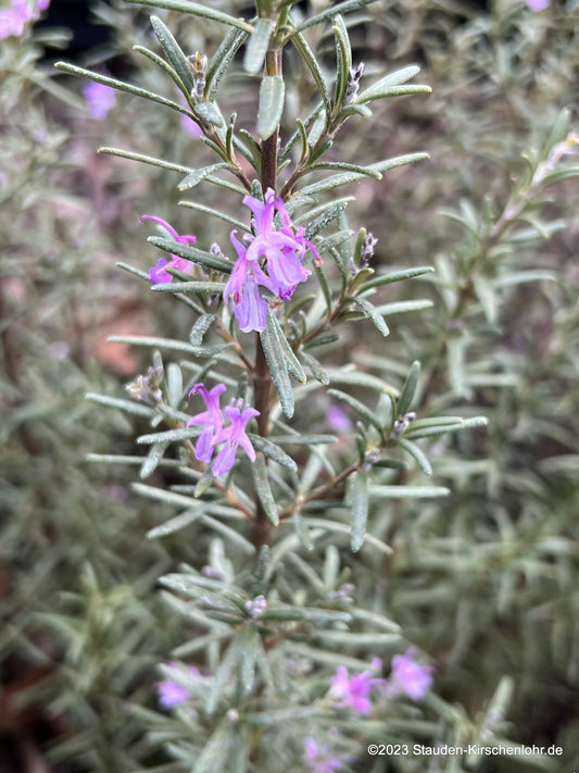 Salvia rosmarinus 'Purpureum'  (Rosmarinus)