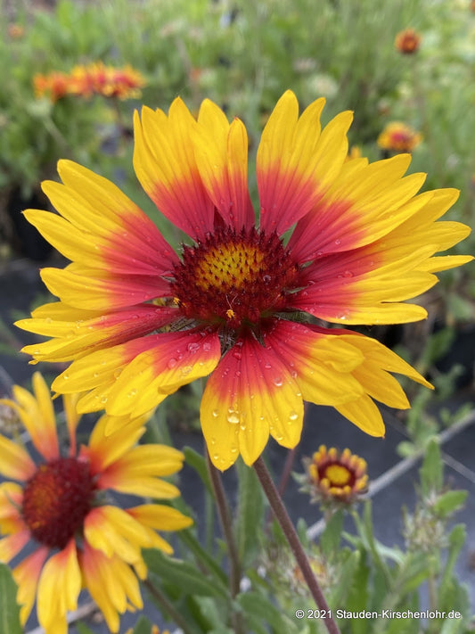 Gaillardia x grandiflora 'Fackelschein'