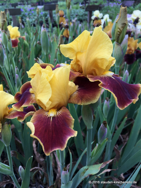 Iris barbata-media 'Firebug'