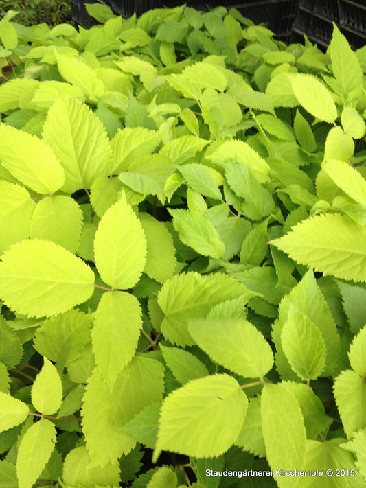 Aralia cordata 'Sun King'