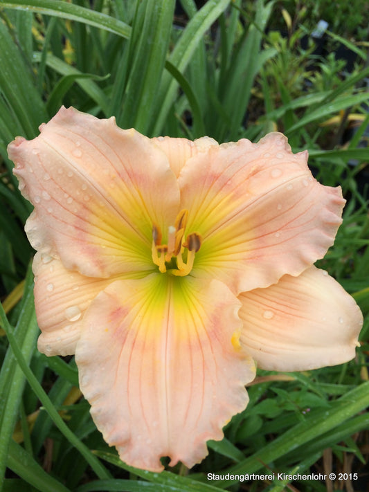 Hemerocallis 'Fairy Tale Pink'