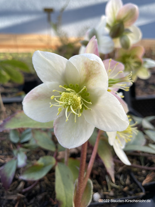 Helleborus x sternii 'Boughton Beauty'