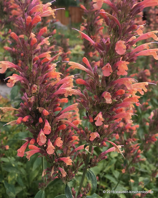 Agastache 'Kolibri'