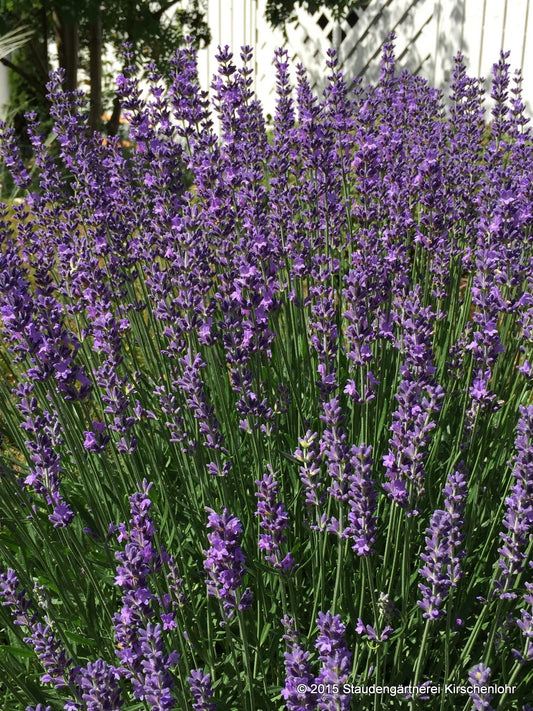 Lavandula angustifolia 'Munstead' veg.