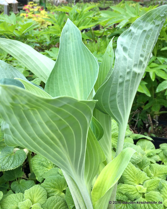 Hosta 'Smoke Signal'