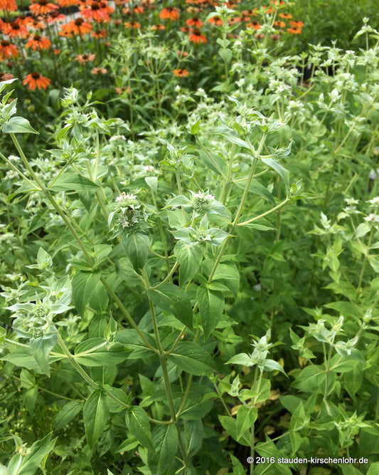 Pycnanthemum muticum