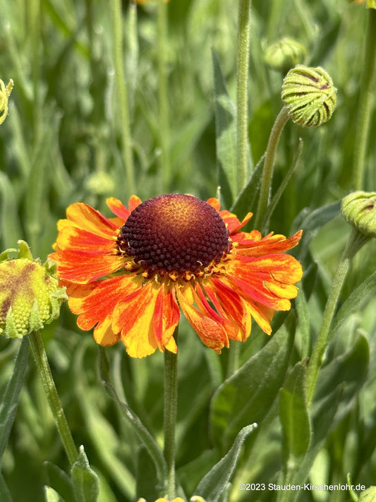 Helenium 'Mardi Gras' ®