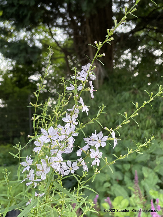 Lythrum virgatum 'White Swirl'
