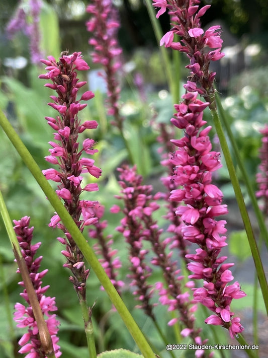 Bistorta amplexicaulis 'Summer Dance'