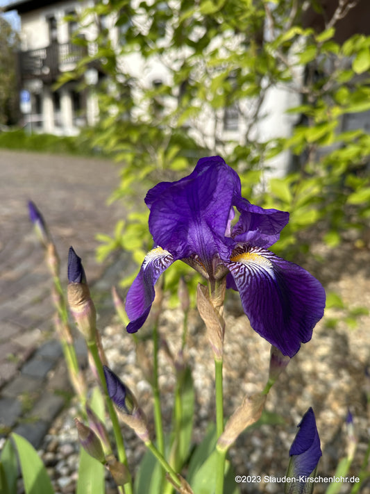 Iris spectabilis (I. germanica var. spectabilis)