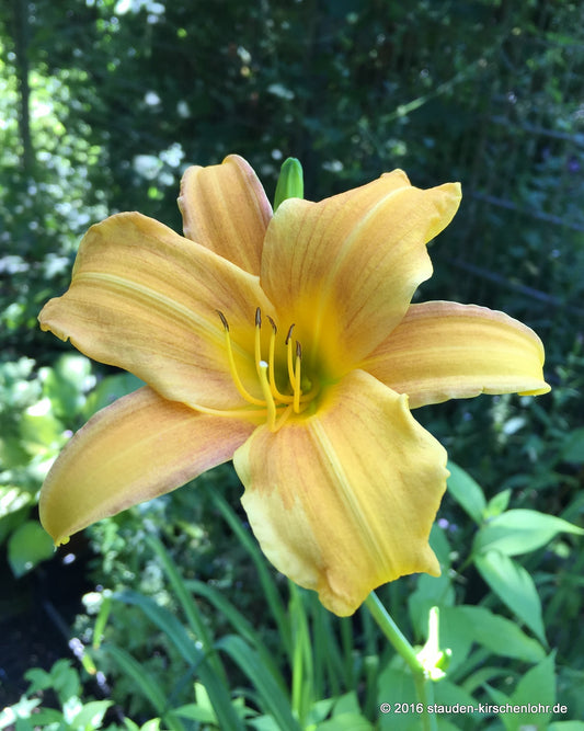 Hemerocallis 'Septembergruß'