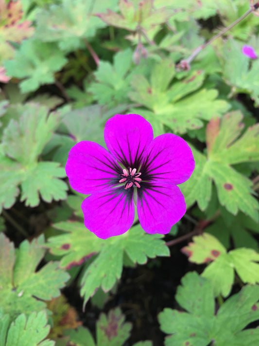 Geranium 'Anne Thomson'
