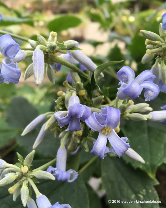Clematis 'Crépuscule'