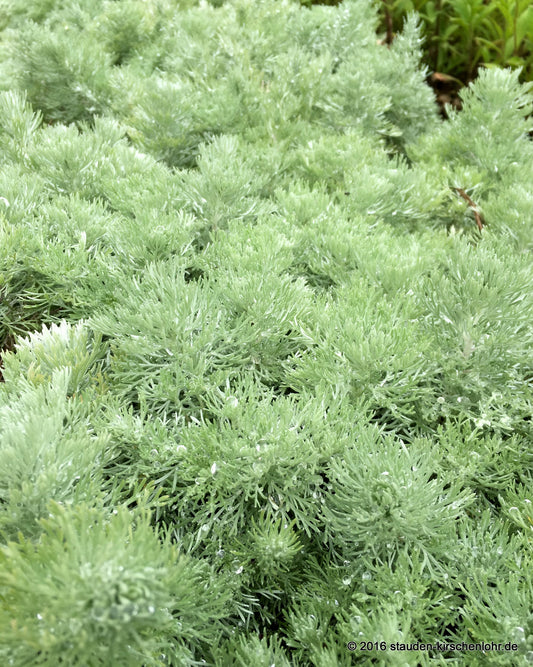 Artemisia schmidtiana 'Nana'