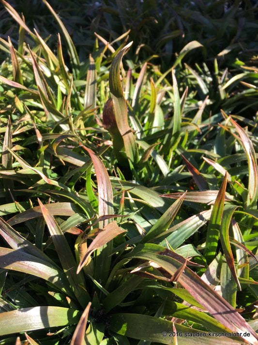 Luzula pilosa 'Igel'