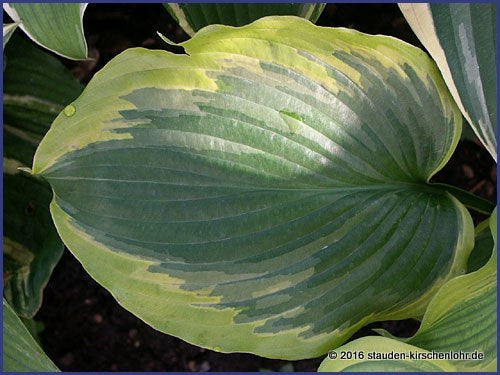 Hosta 'Seducer' ®