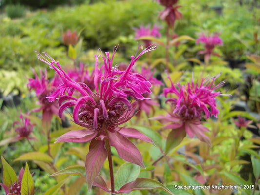 Monarda 'On Parade'