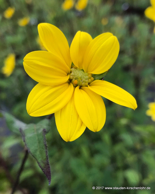 Helianthus microcephalus 'Straffe Prairie Gast'