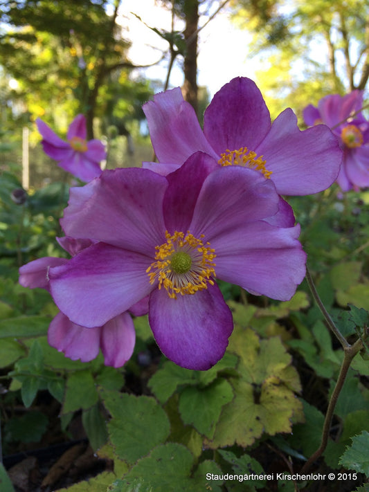 Anemone (Autumn Elegans Group) 'Rosenschale'