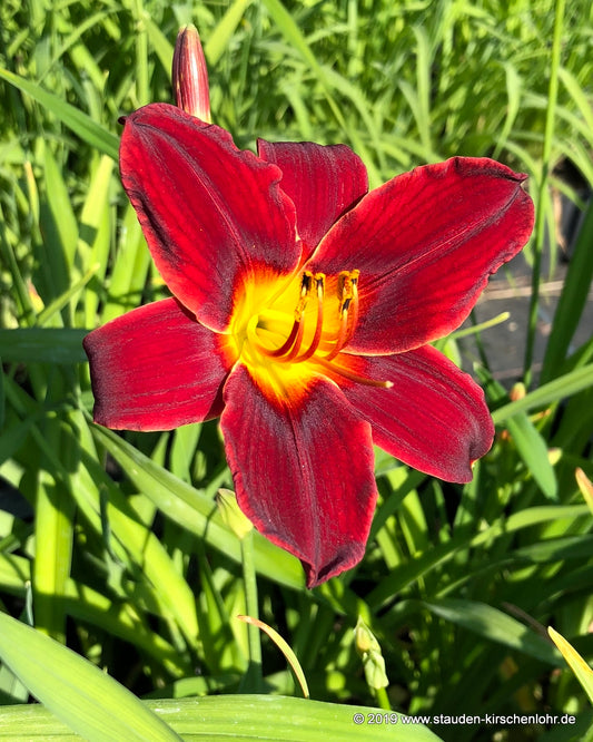 Hemerocallis 'Tang'