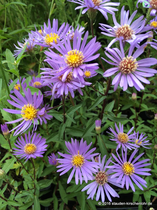 Eurybia radula 'August Sky'