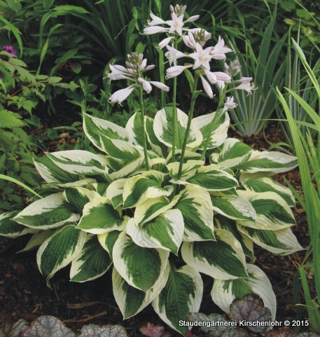 Hosta 'Patriot'