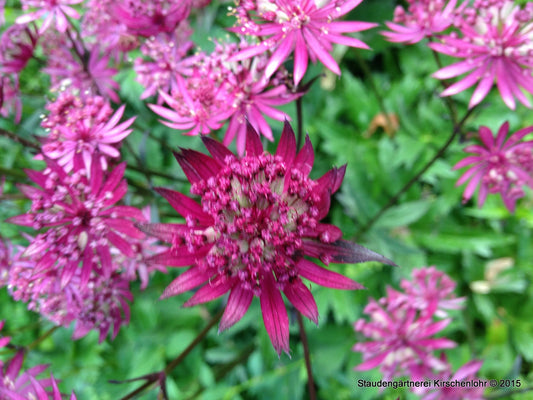 Astrantia major 'Claret'