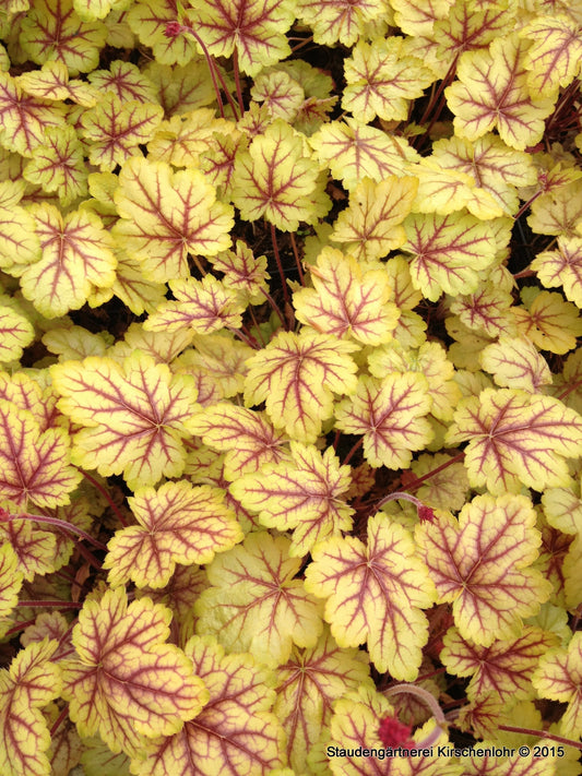 Heuchera 'Circus' ®
