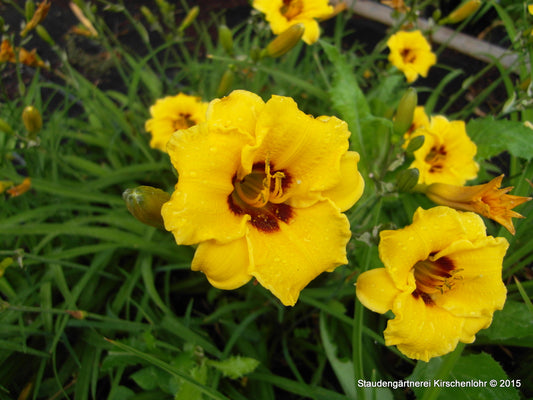 Hemerocallis 'Siloam Tom Thumb'