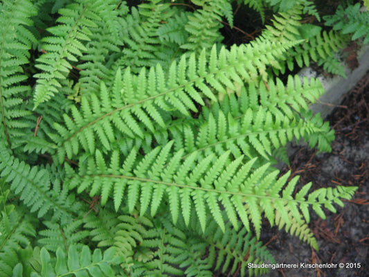 Polystichum andersonii