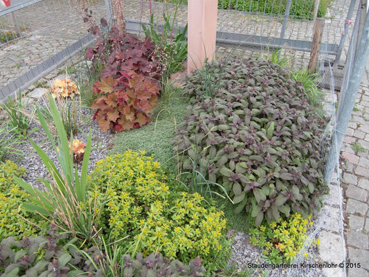 Salvia officinalis 'Purpurascens'