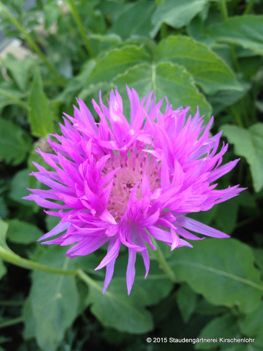 Centaurea hypoleuca 'John Coutts'