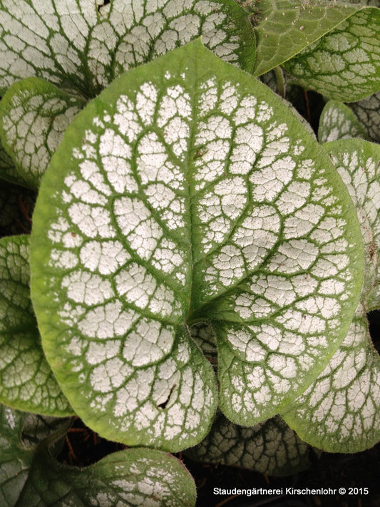 Brunnera macrophylla 'Sea Heart' ®