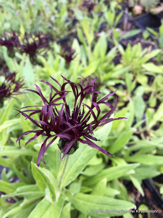 Centaurea montana 'Jordy'