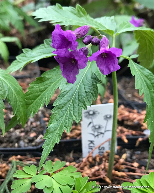 Cardamine glanduligera