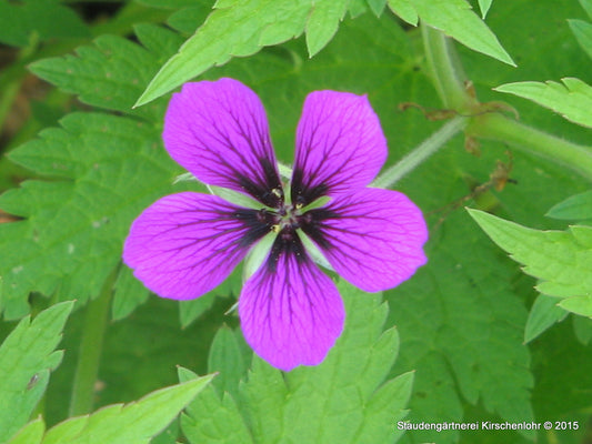 Geranium 'Nicola'