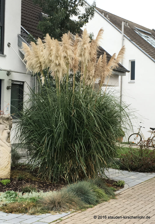 Cortaderia selloana 'Sunningdale Silver'
