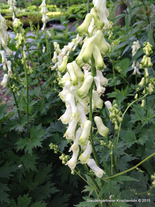 Aconitum septentrionale 'Ivorine'