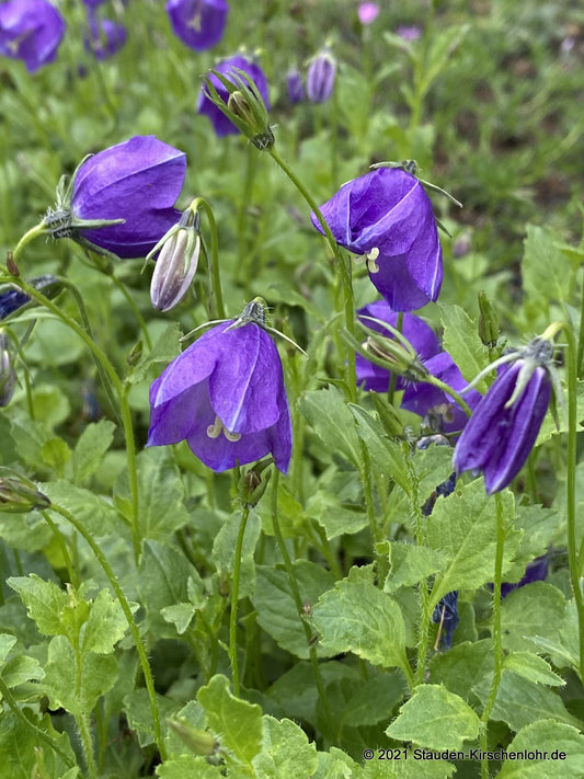 Campanula x pulloides 'G.F.Wilson'