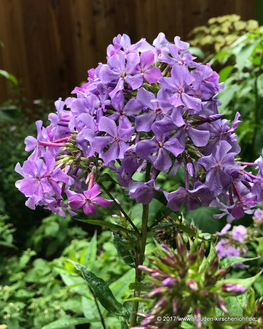 Phlox paniculata 'Katrin Eva Walther'