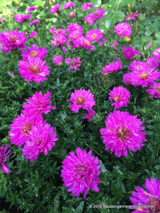 Symphyotrichum dumosum 'Herbstfeuer'
