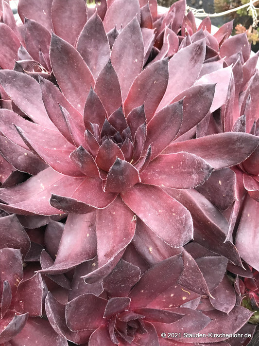 Sempervivum 'Leopold'