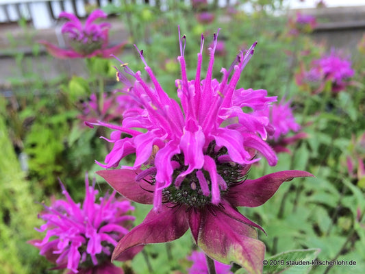 Monarda fistulosa var. menthifolia
