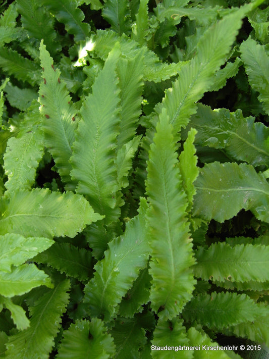 Asplenium scolopendrium 'Angustifolium'