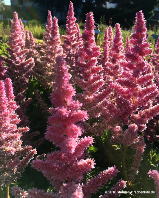 Astilbe chinensis 'Little Vision in Pink'  ®