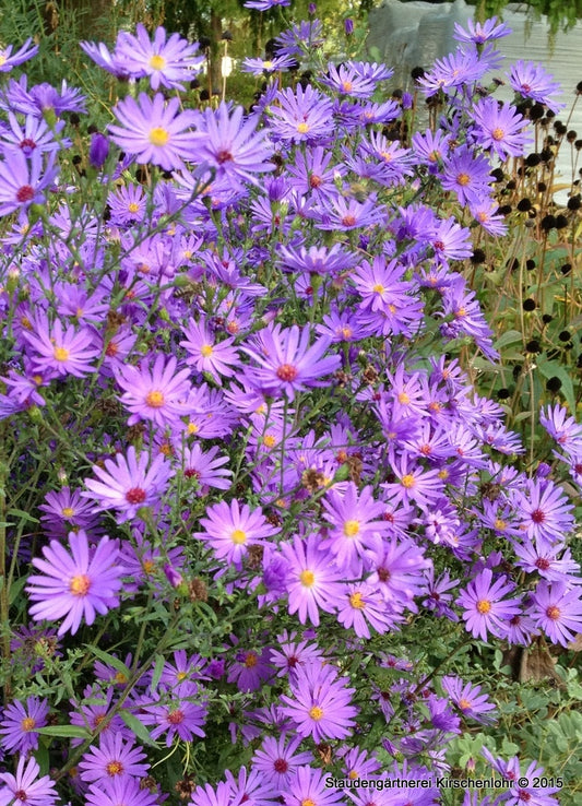 Symphyotrichum 'Treffpunkt'