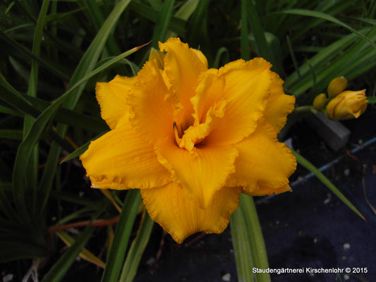 Hemerocallis 'Condilla'