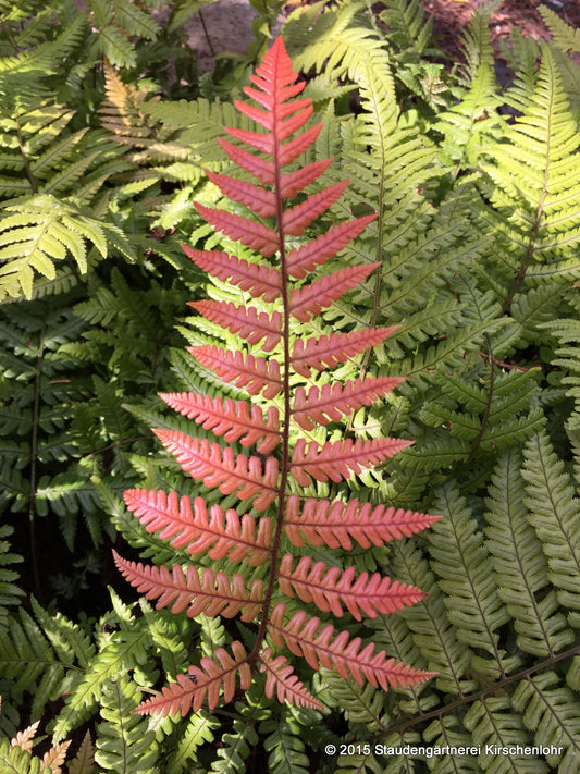 Dryopteris lepidopoda