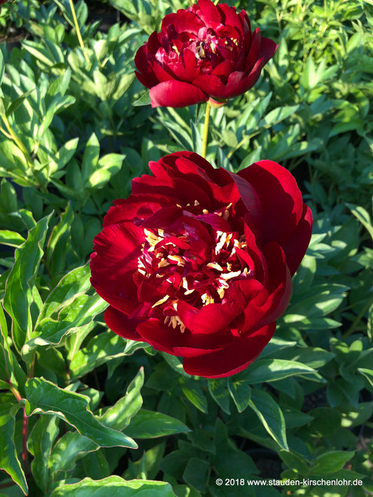 Paeonia 'Buckeye Belle'