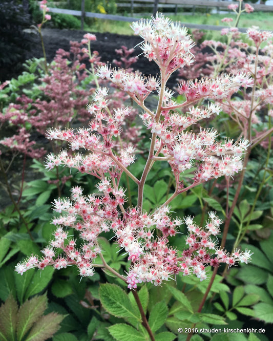 Rodgersia 'Die Anmutige'